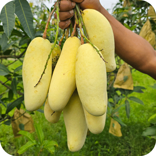 ব্যানানা আম | Banana Mango