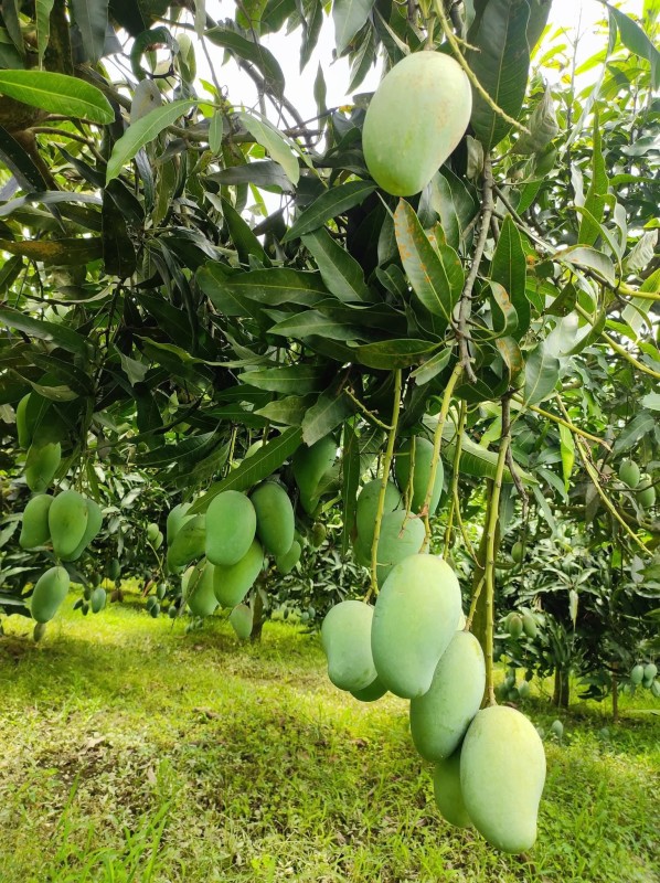 আম্রপালি