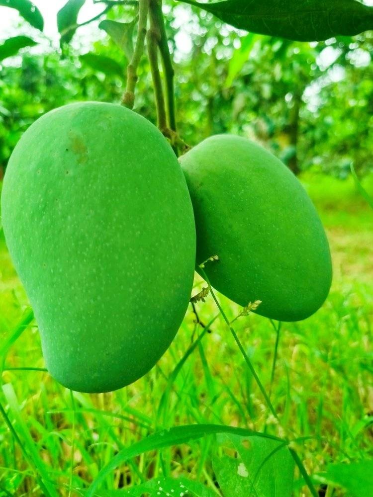 Mango   আম