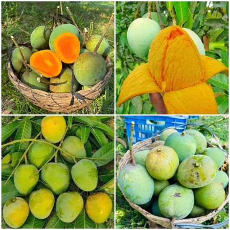 10 কেজি গোবিন্দভোগ আম