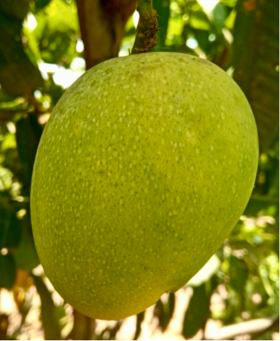 Haribhanga হারিভাঙ্গা