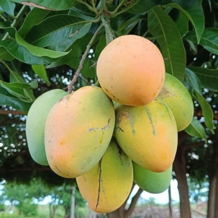 10 কেজি গোবিন্দভোগ আম 150 টাকা করে 1500 টাকা (ফ্রি ডেলিভারি )